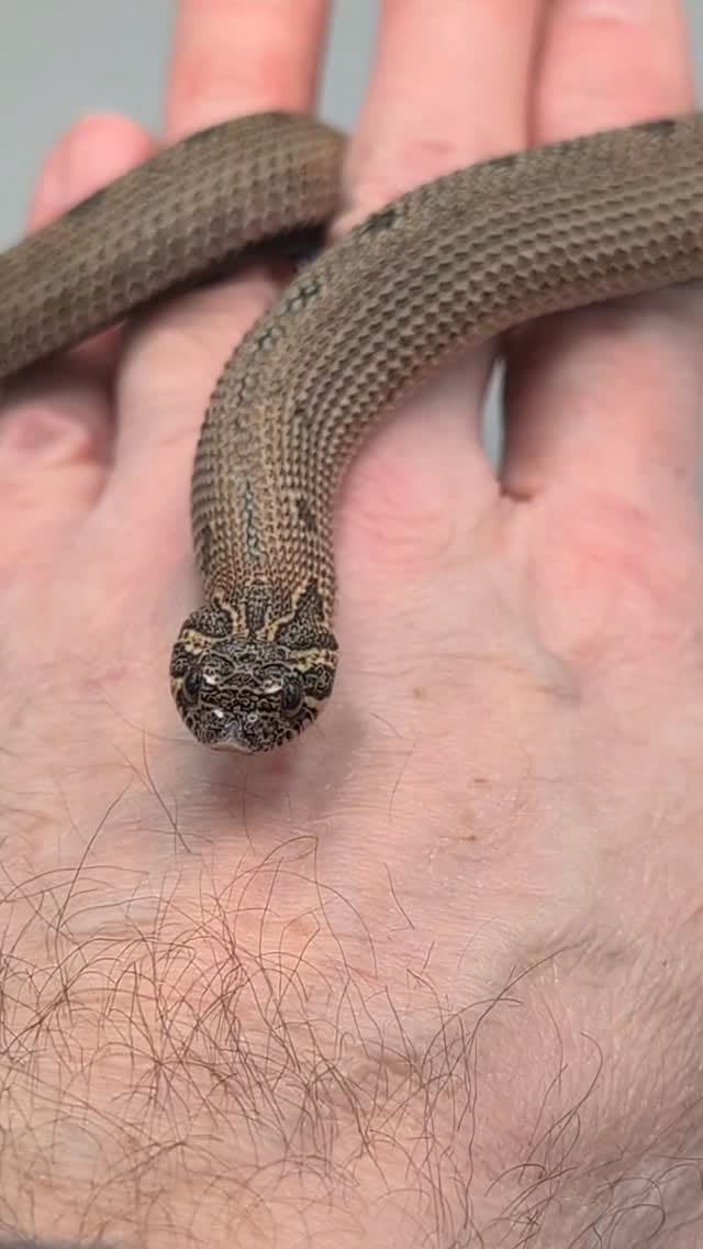 Post 7 by Monarch Reptiles on Instagram (video)