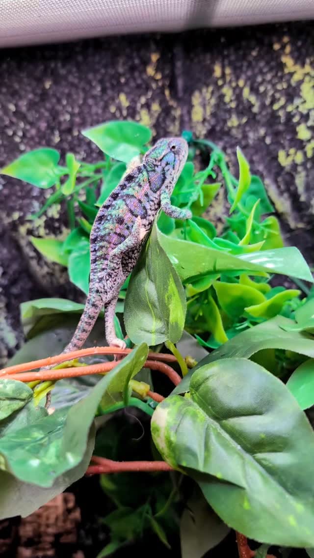 Post 4 by Monarch Reptiles on Instagram (video)