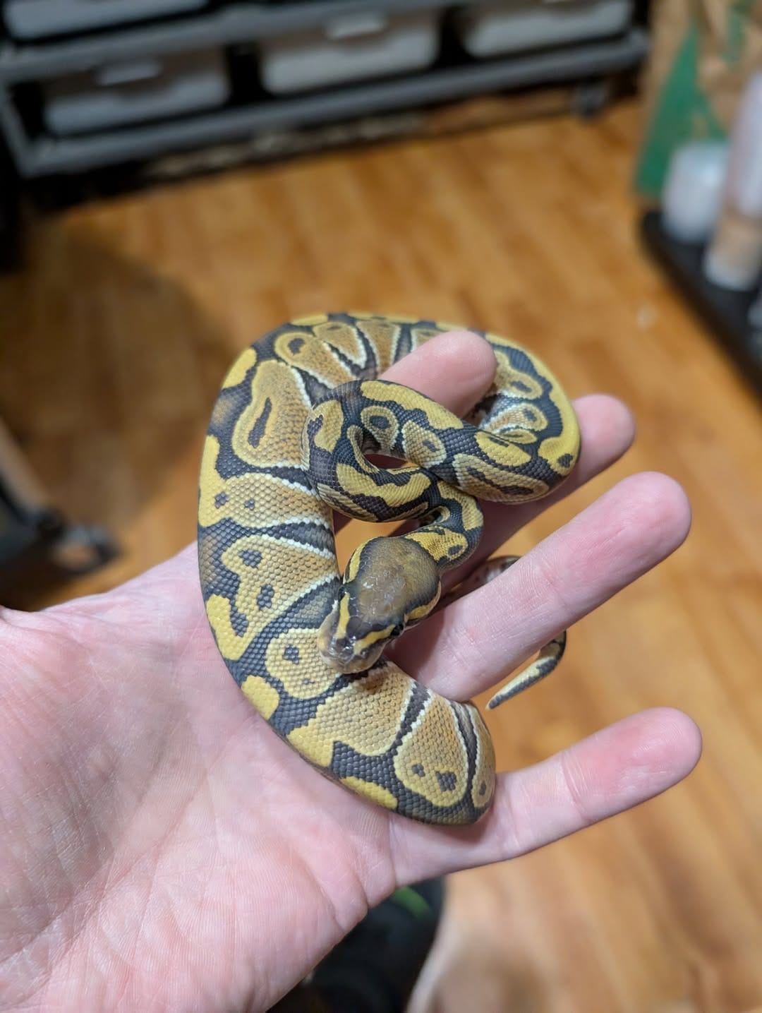 Post 6 by Monarch Reptiles on Instagram (carousel)