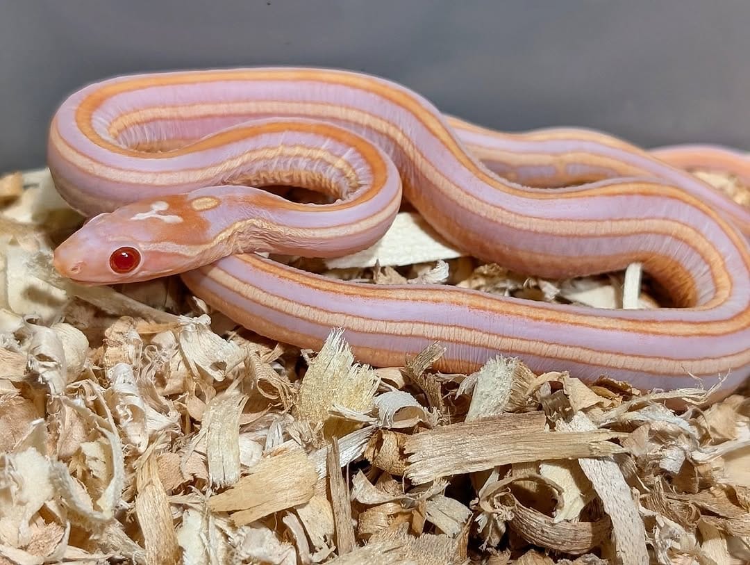 Post 2 by Monarch Reptiles on Instagram (carousel)