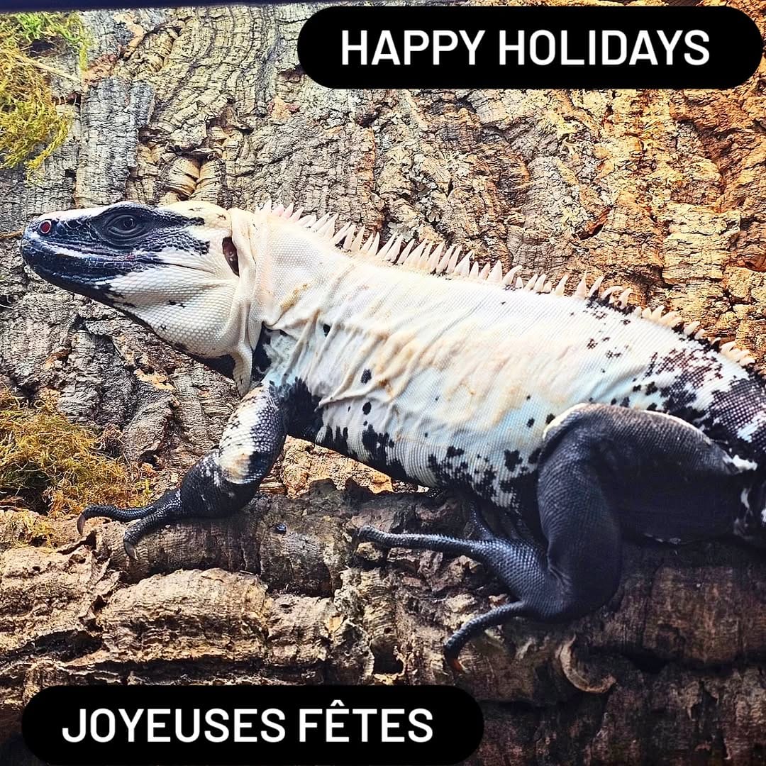 Post 10 by Monarch Reptiles on Instagram (image)