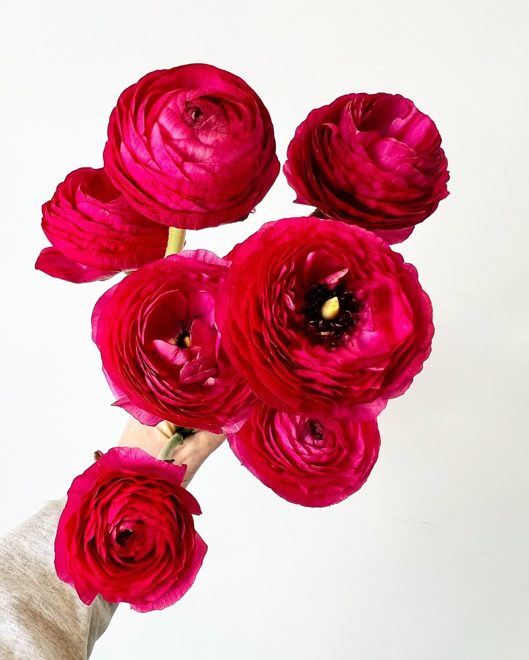 Post 5 by Amborella Floral on Instagram (image)