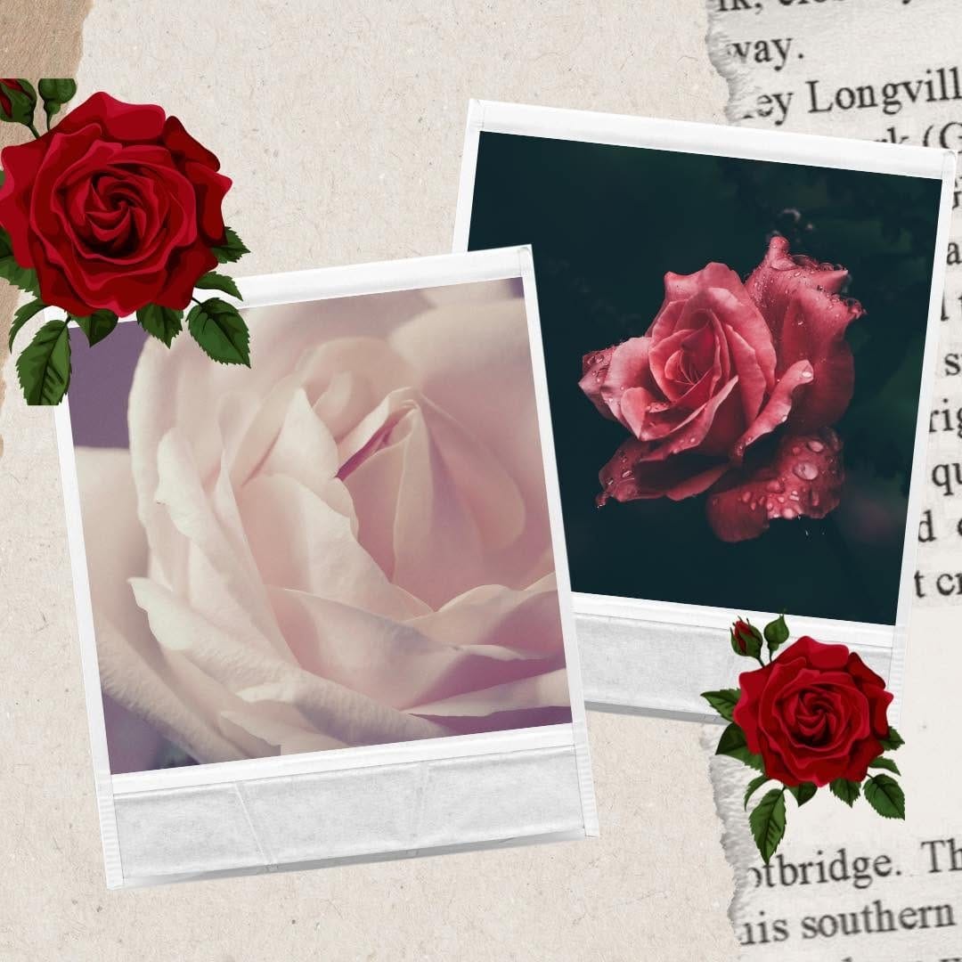 Post 5 by RED GOLD London on Instagram (image)