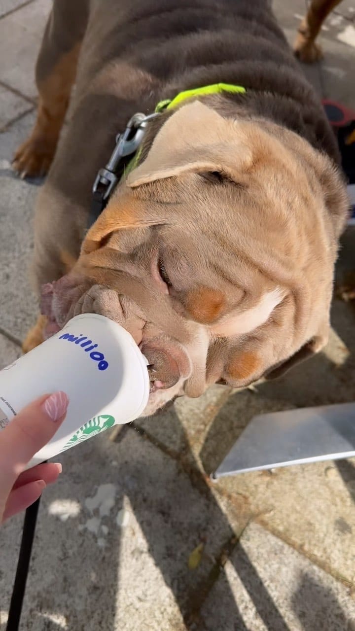 Post 2 by Million 🐾 on Instagram (video)