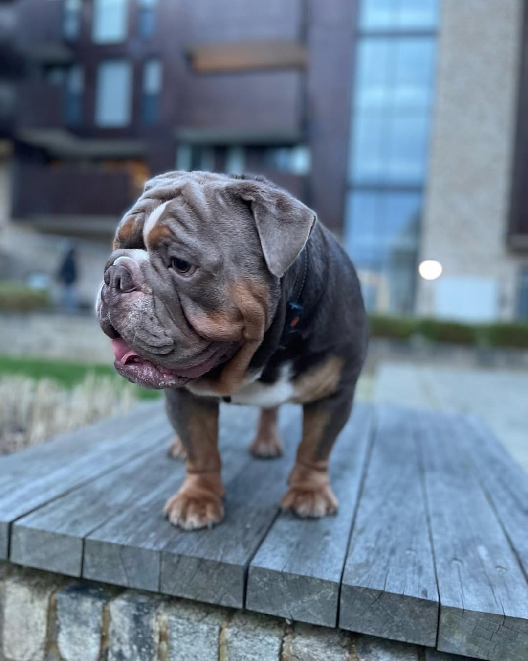 Post 9 by Million 🐾 on Instagram (image)