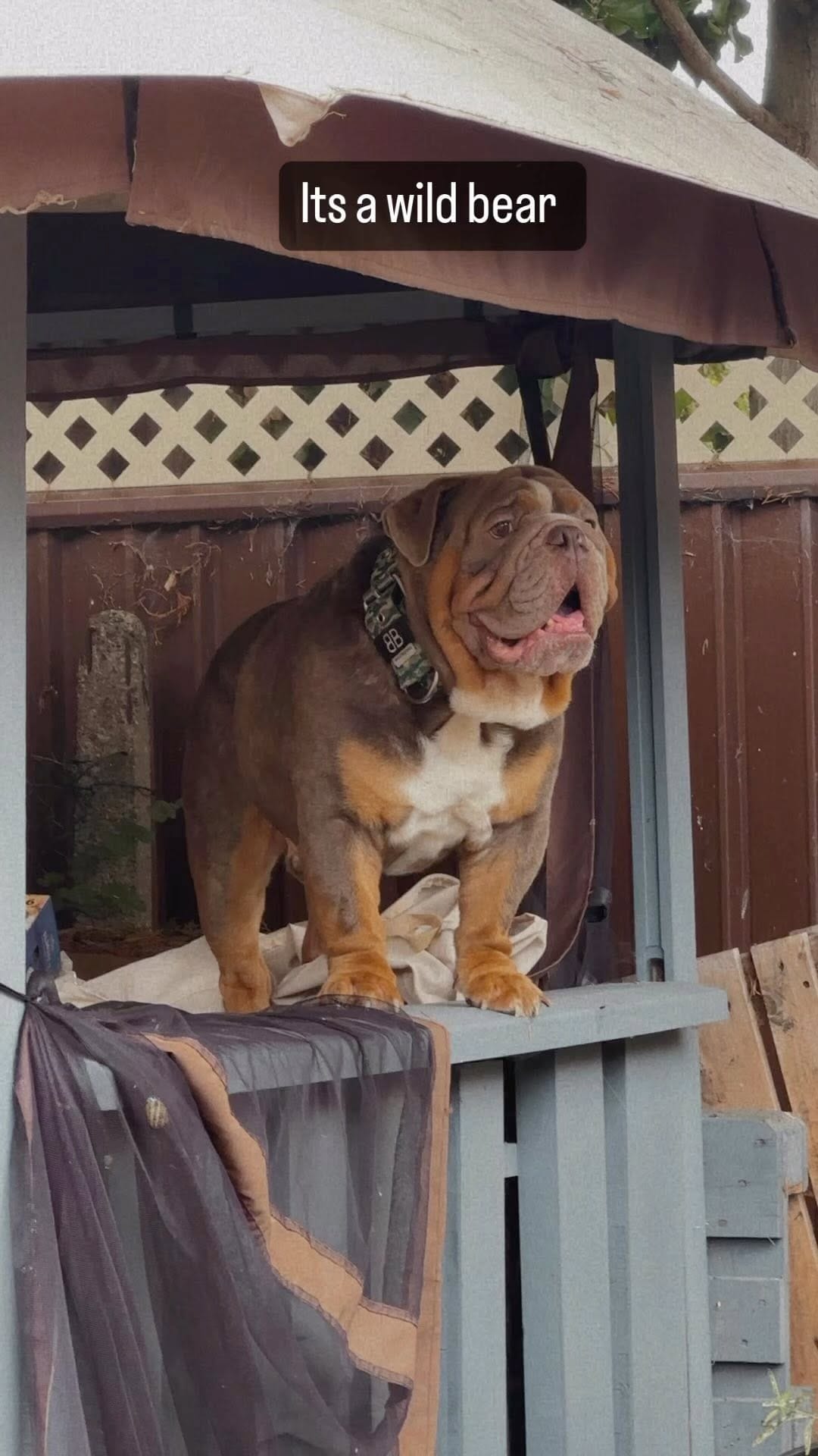 Post 1 by Million 🐾 on Instagram (video)