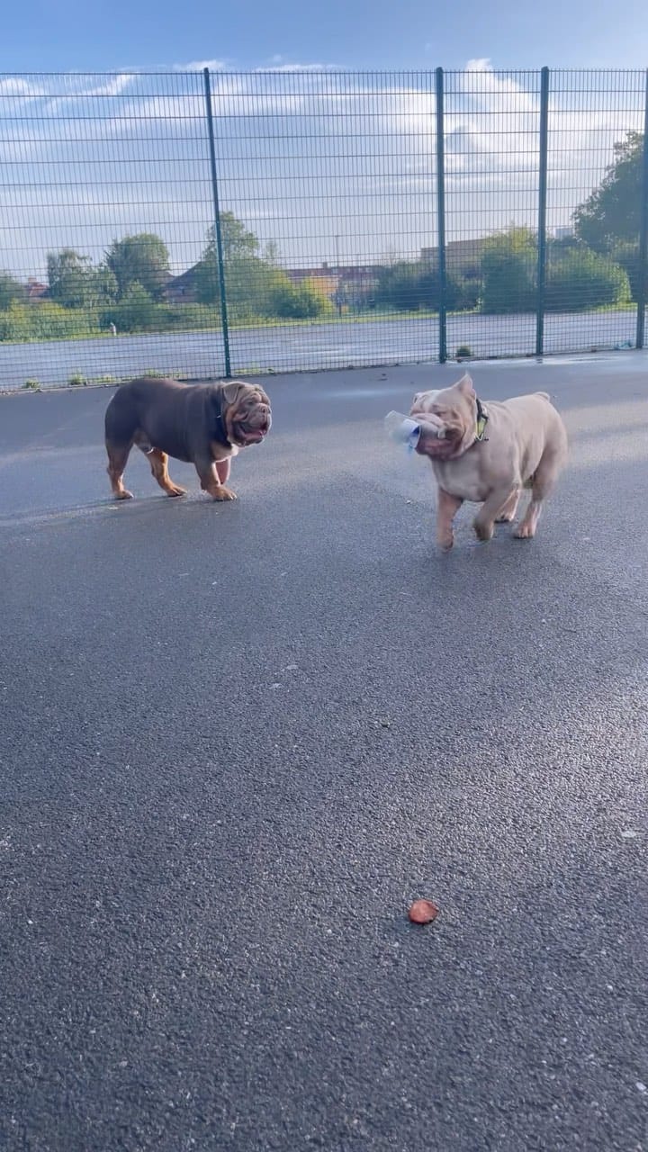 Post 3 by Million 🐾 on Instagram (video)