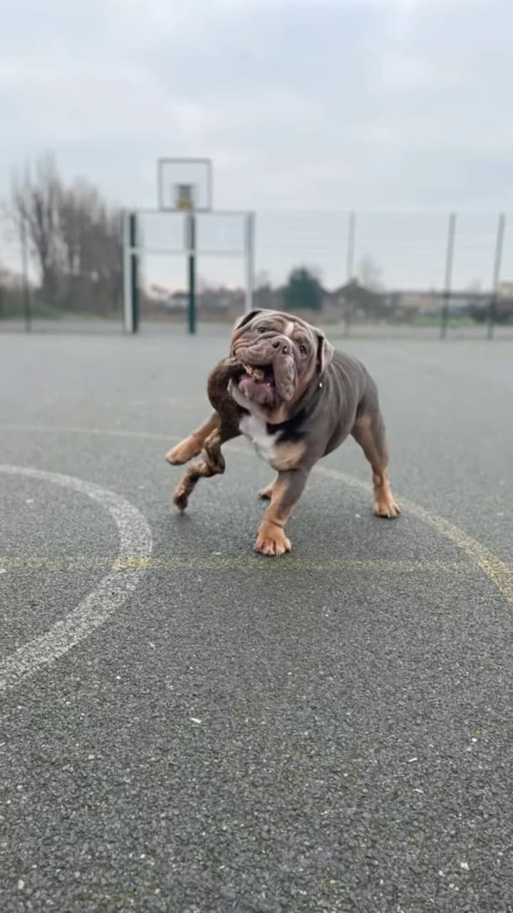 Post 10 by Million 🐾 on Instagram (video)