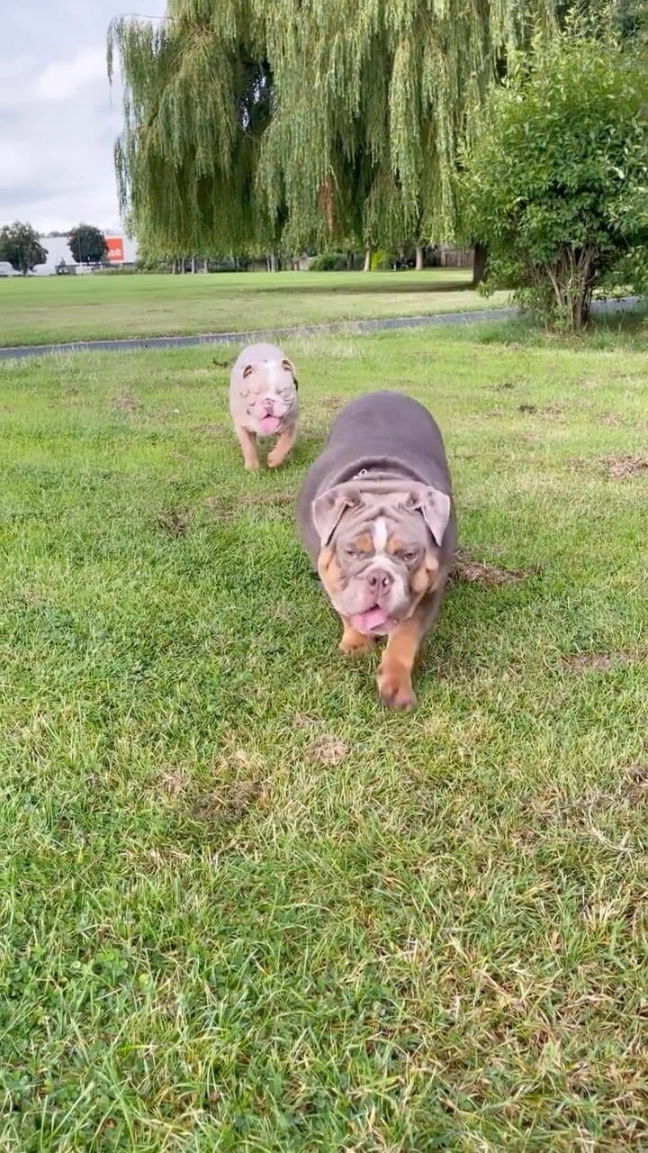 Post 4 by Million 🐾 on Instagram (video)
