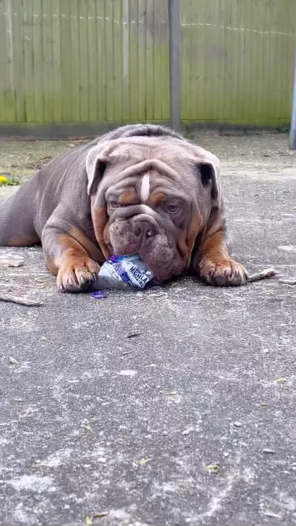 Post 6 by Million 🐾 on Instagram (video)