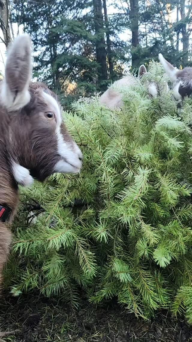 Post 8 by Grumpy Goat Soaps LTD. | 𝑺𝒌𝒊𝒏𝒄𝒂𝒓𝒆 𝑭𝒓𝒐𝒎 𝑻𝒉𝒆 𝑭𝒂𝒓𝒎 on Instagram (video)
