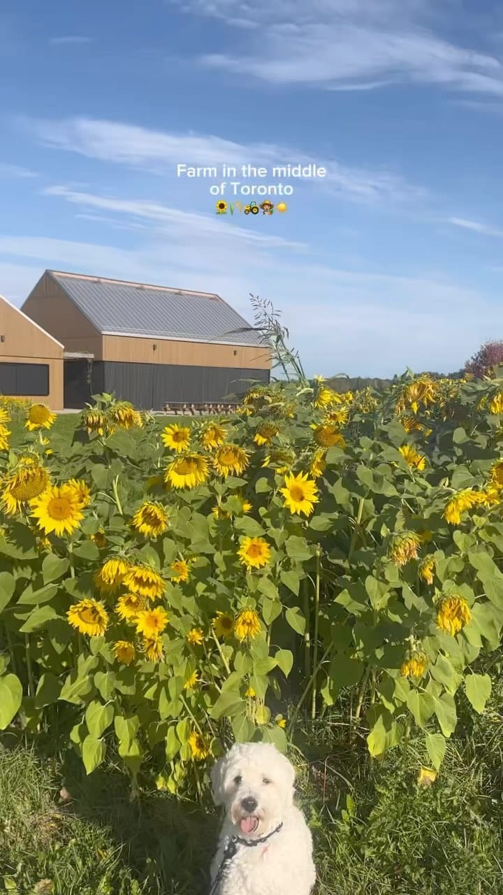 Post 5 by Fresh City on Instagram (video)