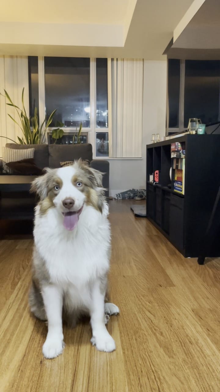 Post 6 by Chewy on Instagram (video)