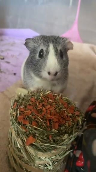 Post 7 by Chewy on Instagram (video)