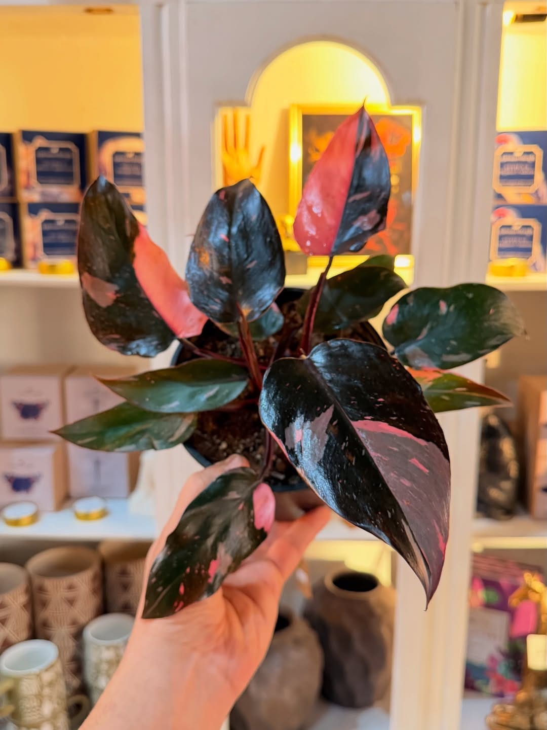 Post 3 by Rooted Living Designs on Instagram (carousel)