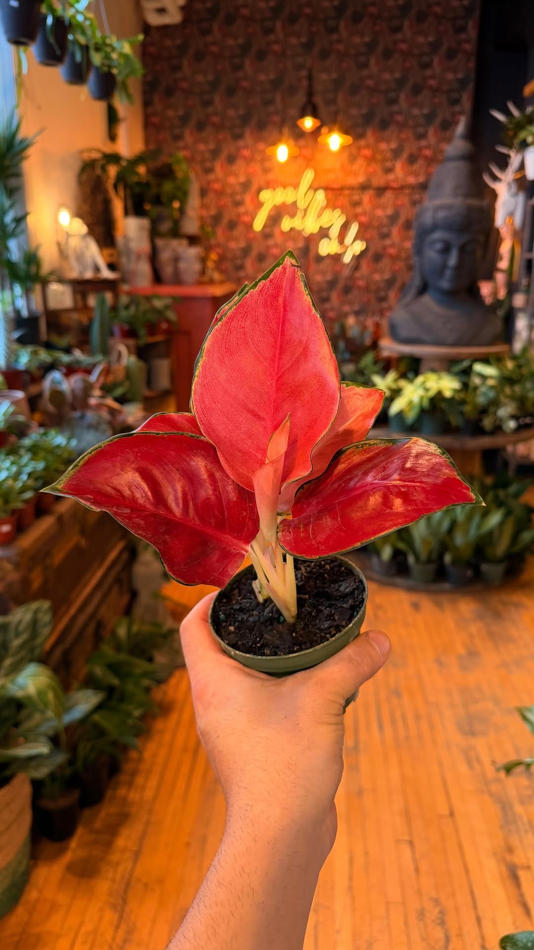 Post 4 by Rooted Living Designs on Instagram (video)