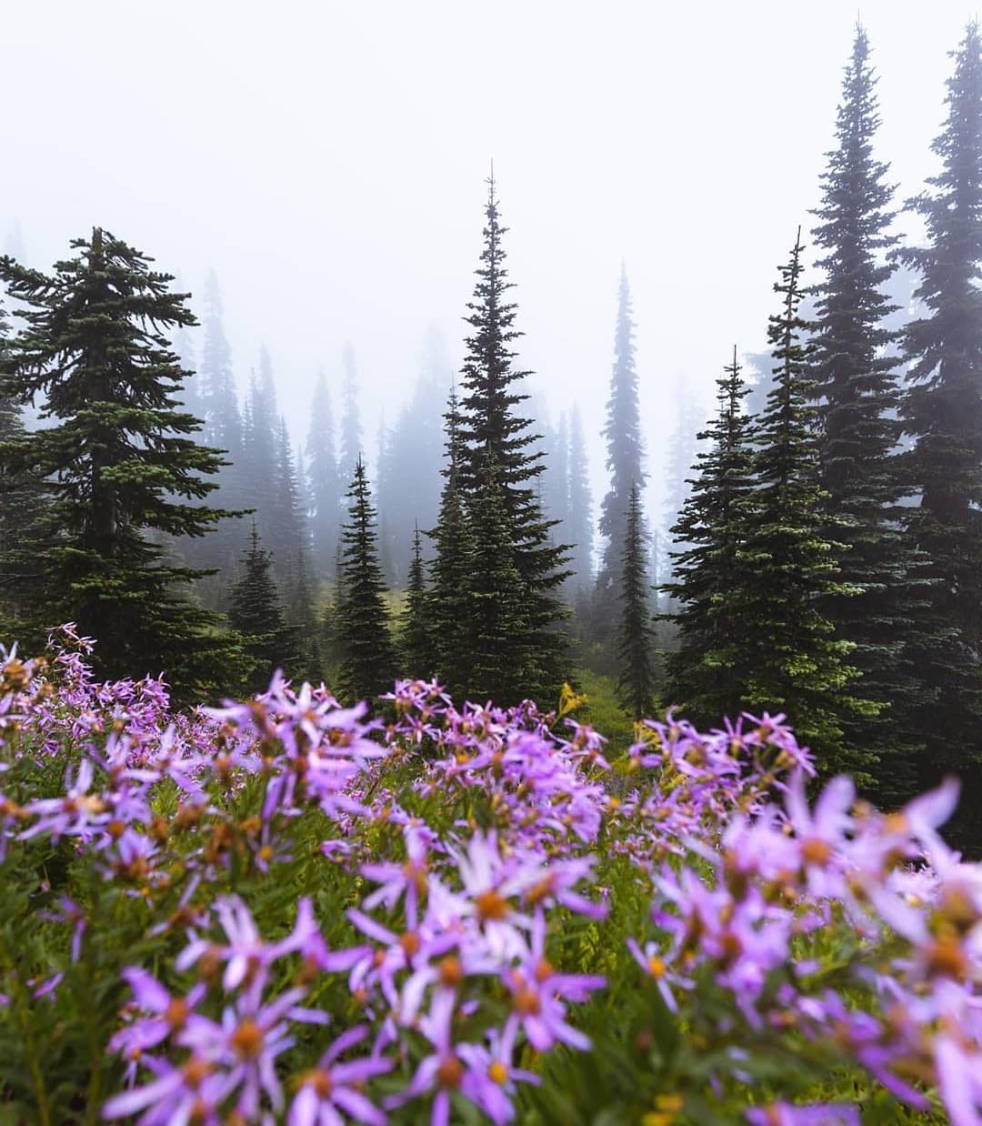 Post 7 by Pacific NorthWest Lifestyle on Instagram (image)