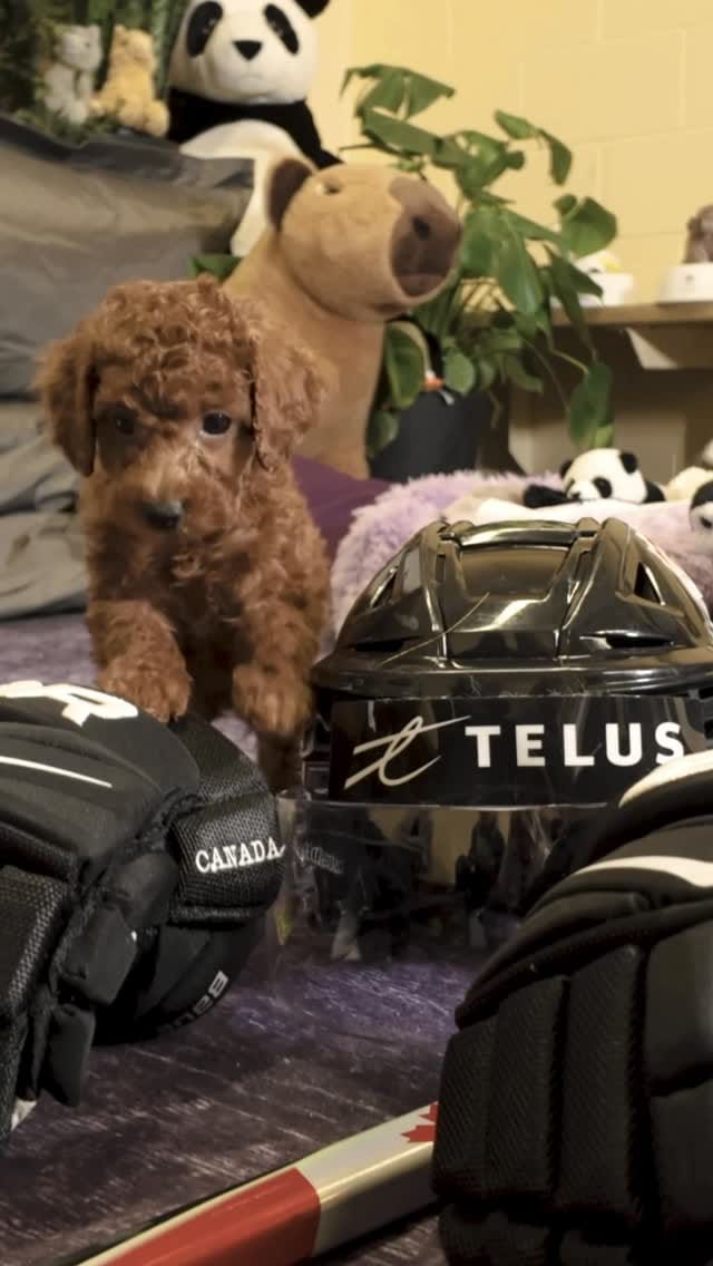 Post 6 by TELUS on Instagram (video)