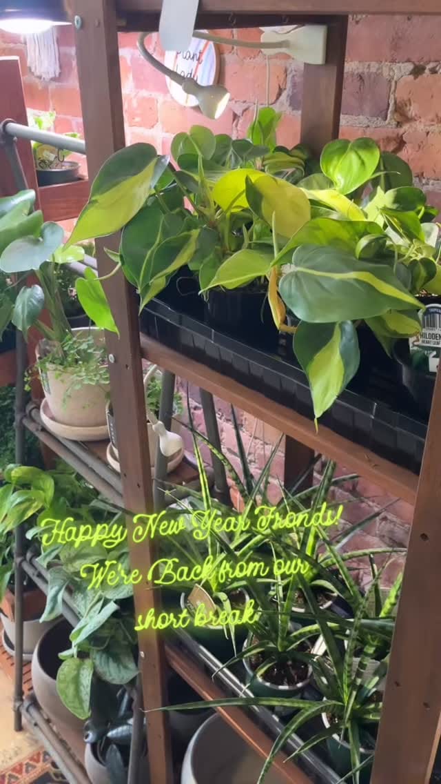Post 3 by Little Plant Shop on Instagram (video)