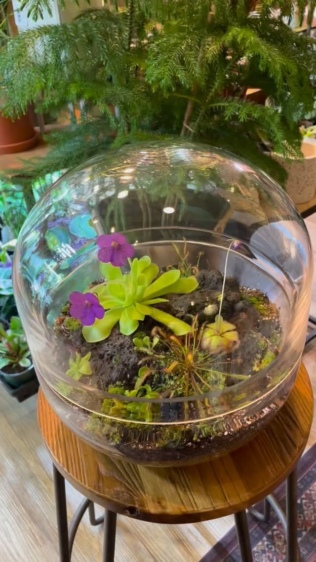 Post 2 by Little Plant Shop on Instagram (video)