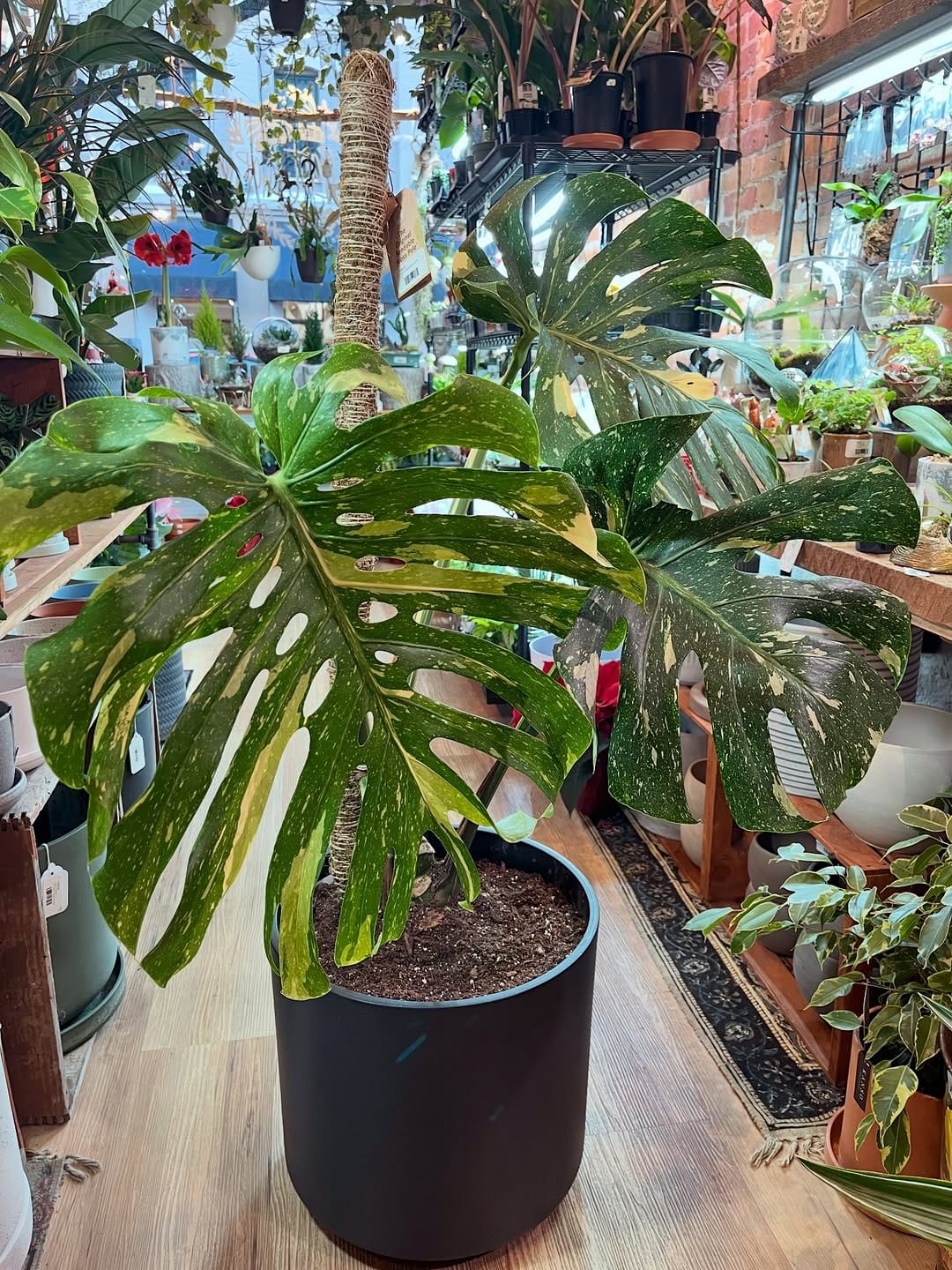 Post 1 by Little Plant Shop on Instagram (carousel)