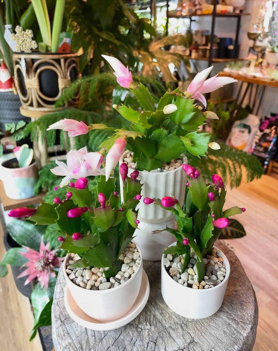 Post 8 by Little Plant Shop on Instagram (image)