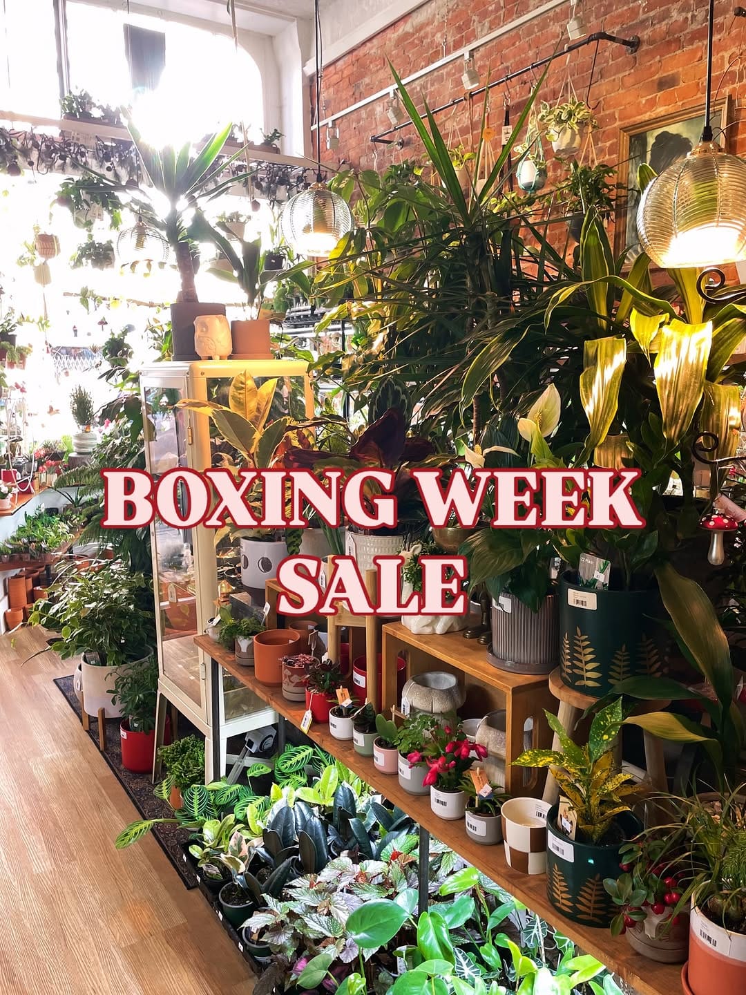 Post 5 by Little Plant Shop on Instagram (image)