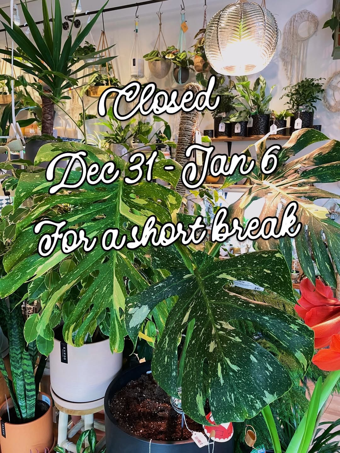 Post 4 by Little Plant Shop on Instagram (image)