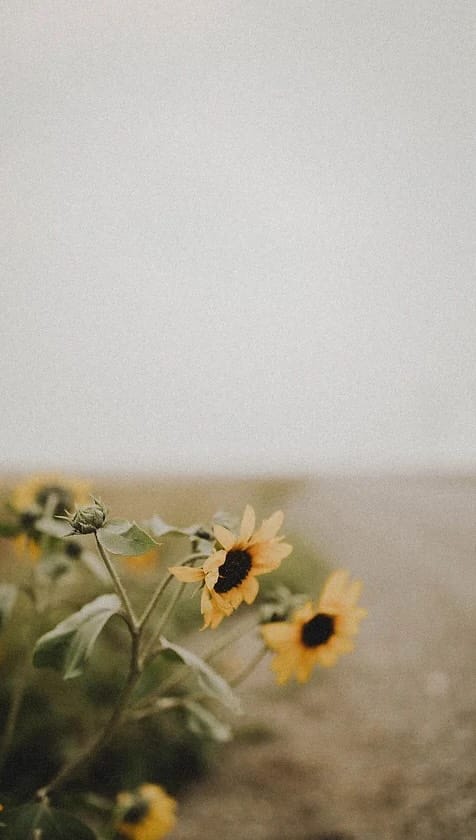 Post 7 by Prairie Rose Tallow Skincare • Calgary, Alberta on Instagram (video)