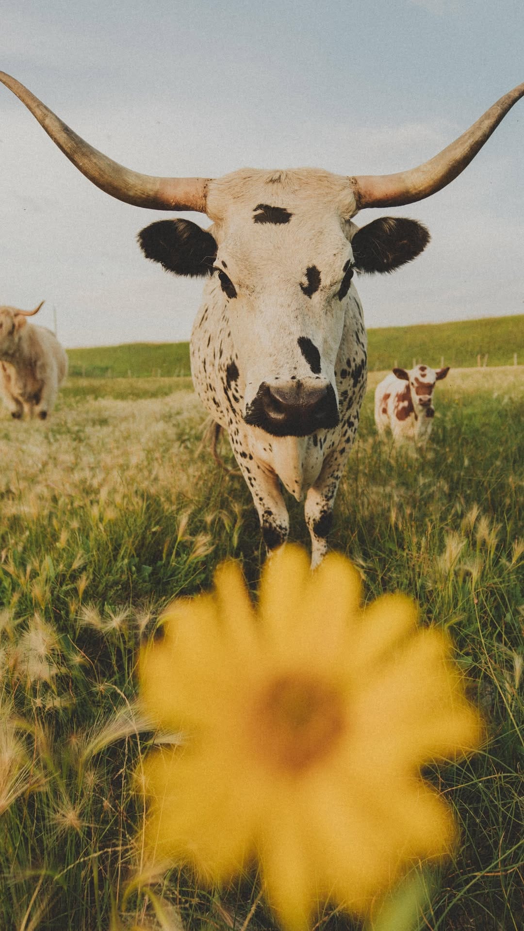 Post 5 by Prairie Rose Tallow Skincare • Calgary, Alberta on Instagram (video)