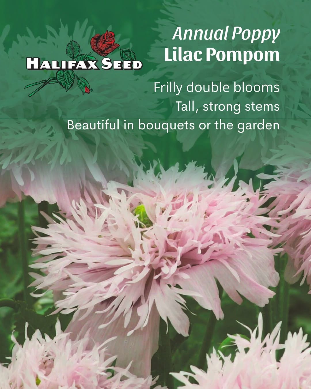Post 4 by Halifax Seed Company on Instagram (image)