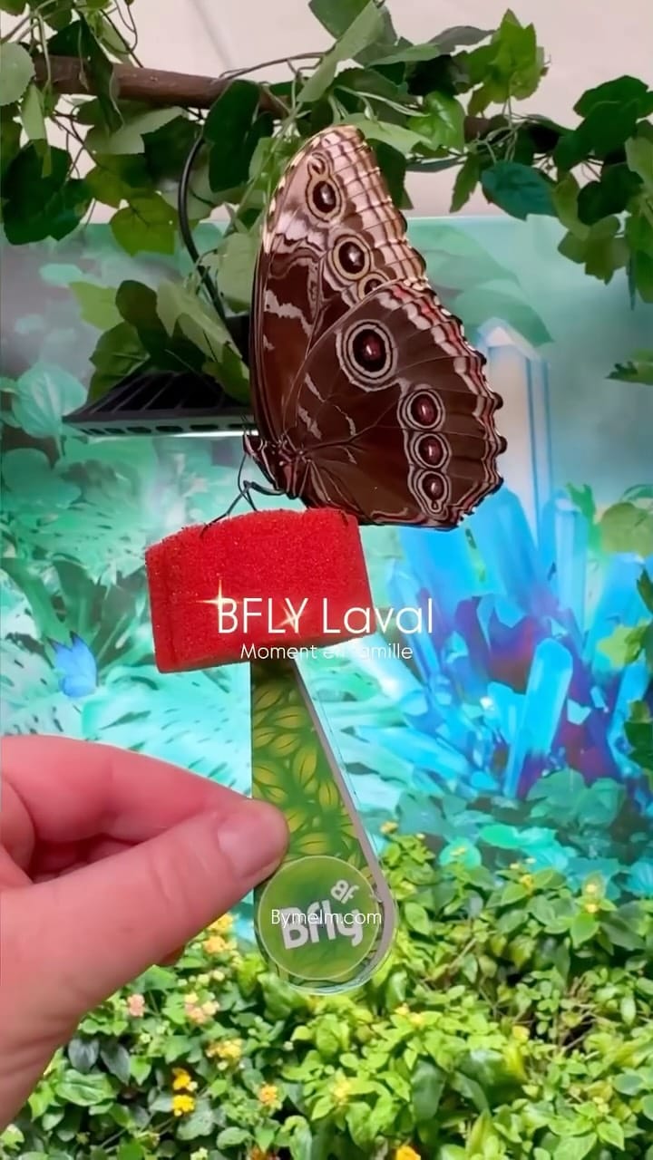 Post 1 by Mélanie 🌿 Mes partages de Montréal et ailleurs on Instagram (video)