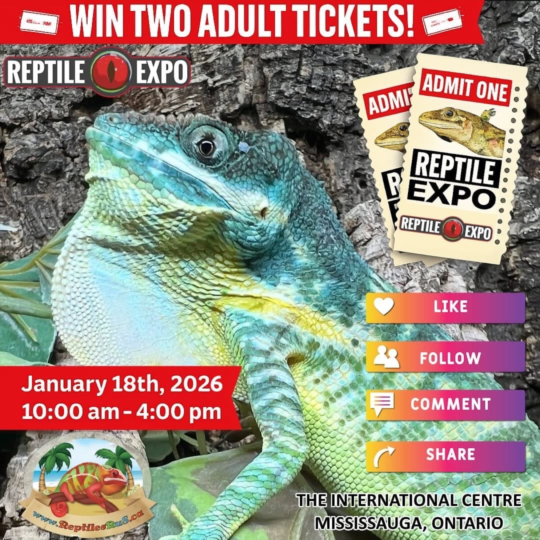 Post 2 by ReptilesRuS on Instagram (image)