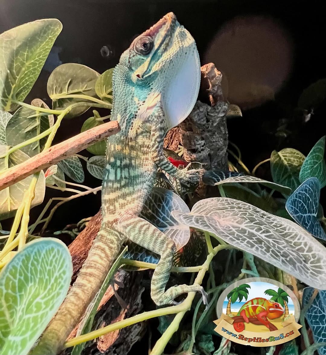 Post 6 by ReptilesRuS on Instagram (image)