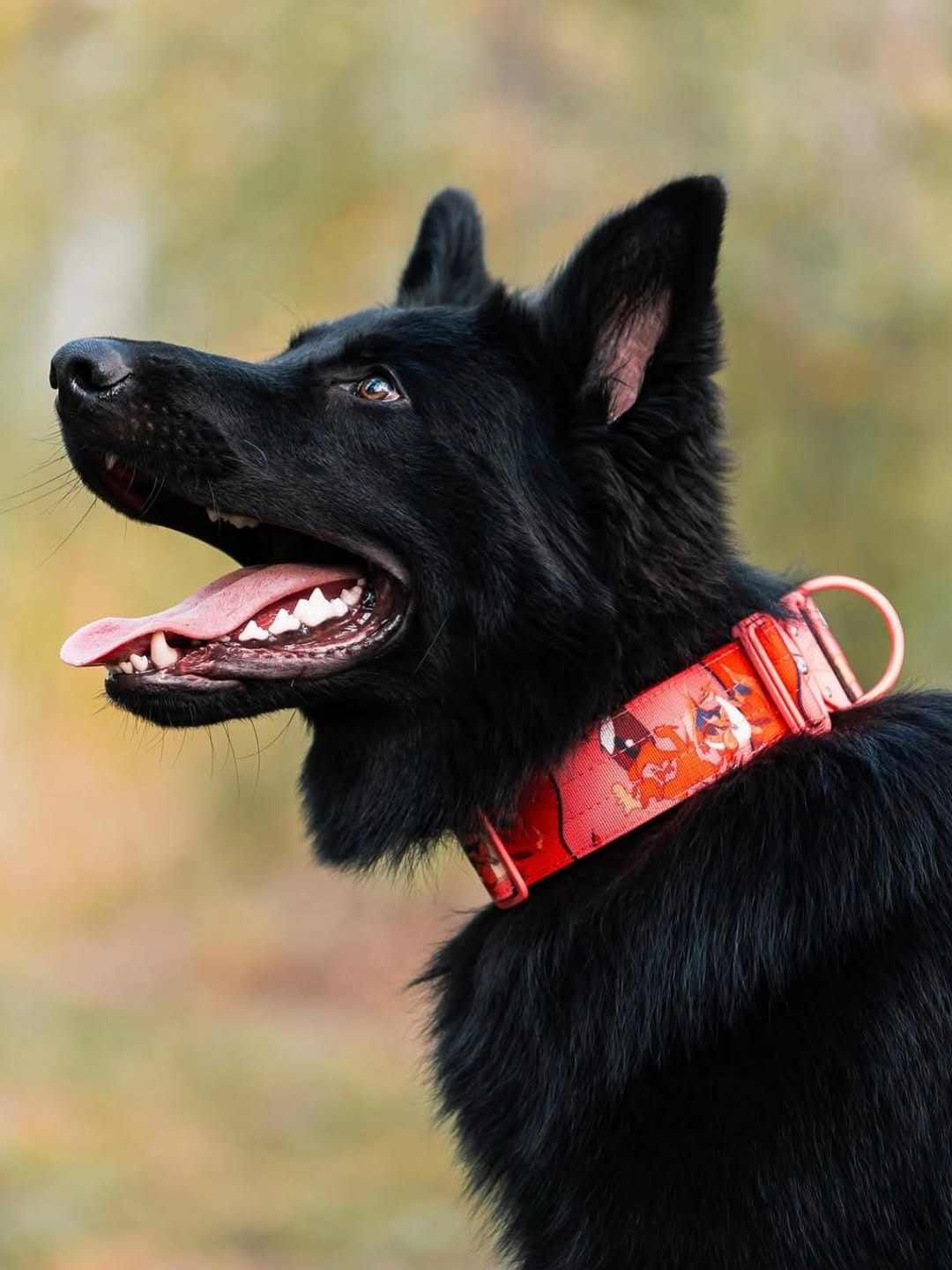 Post 2 by Alpine Dog Co.™ on Instagram (image)