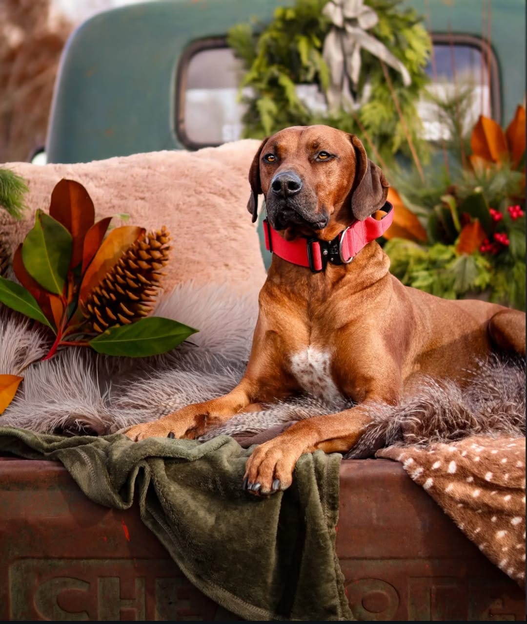 Post 9 by Alpine Dog Co.™ on Instagram (image)