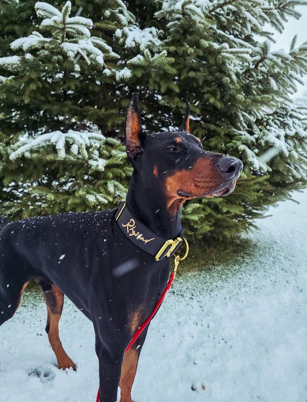 Post 8 by Alpine Dog Co.™ on Instagram (image)