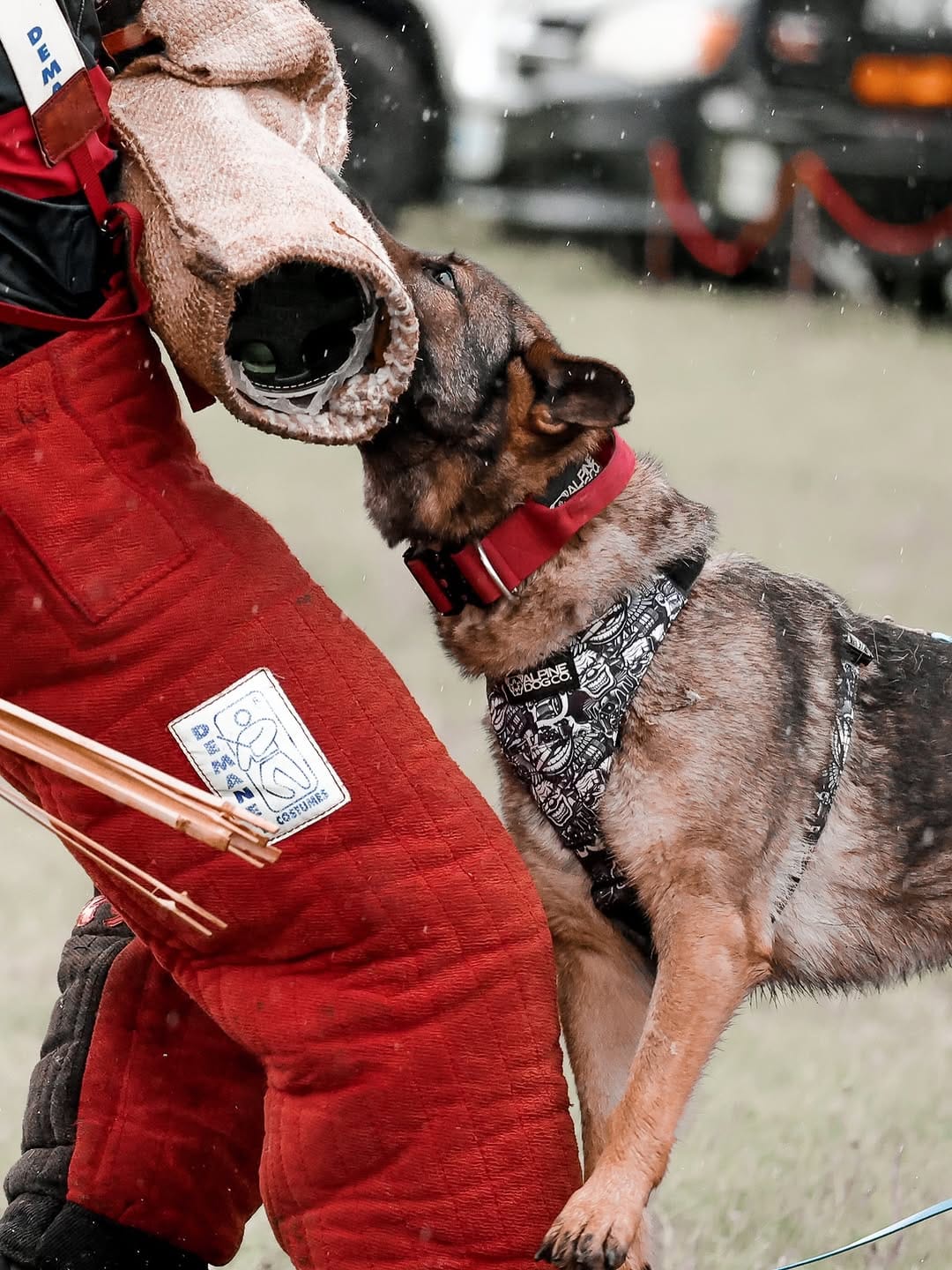 Post 4 by Alpine Dog Co.™ on Instagram (carousel)