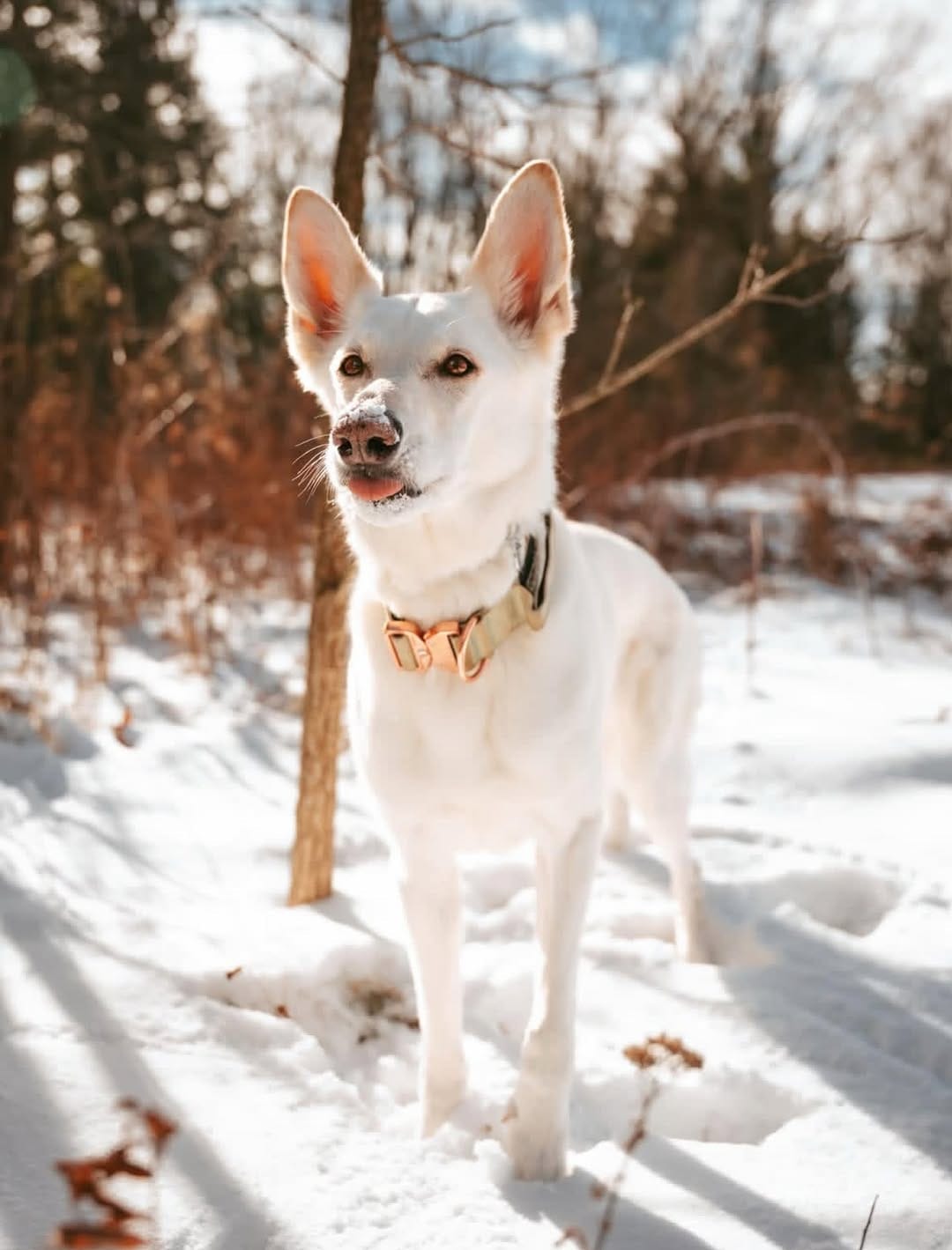 Post 3 by Alpine Dog Co.™ on Instagram (image)