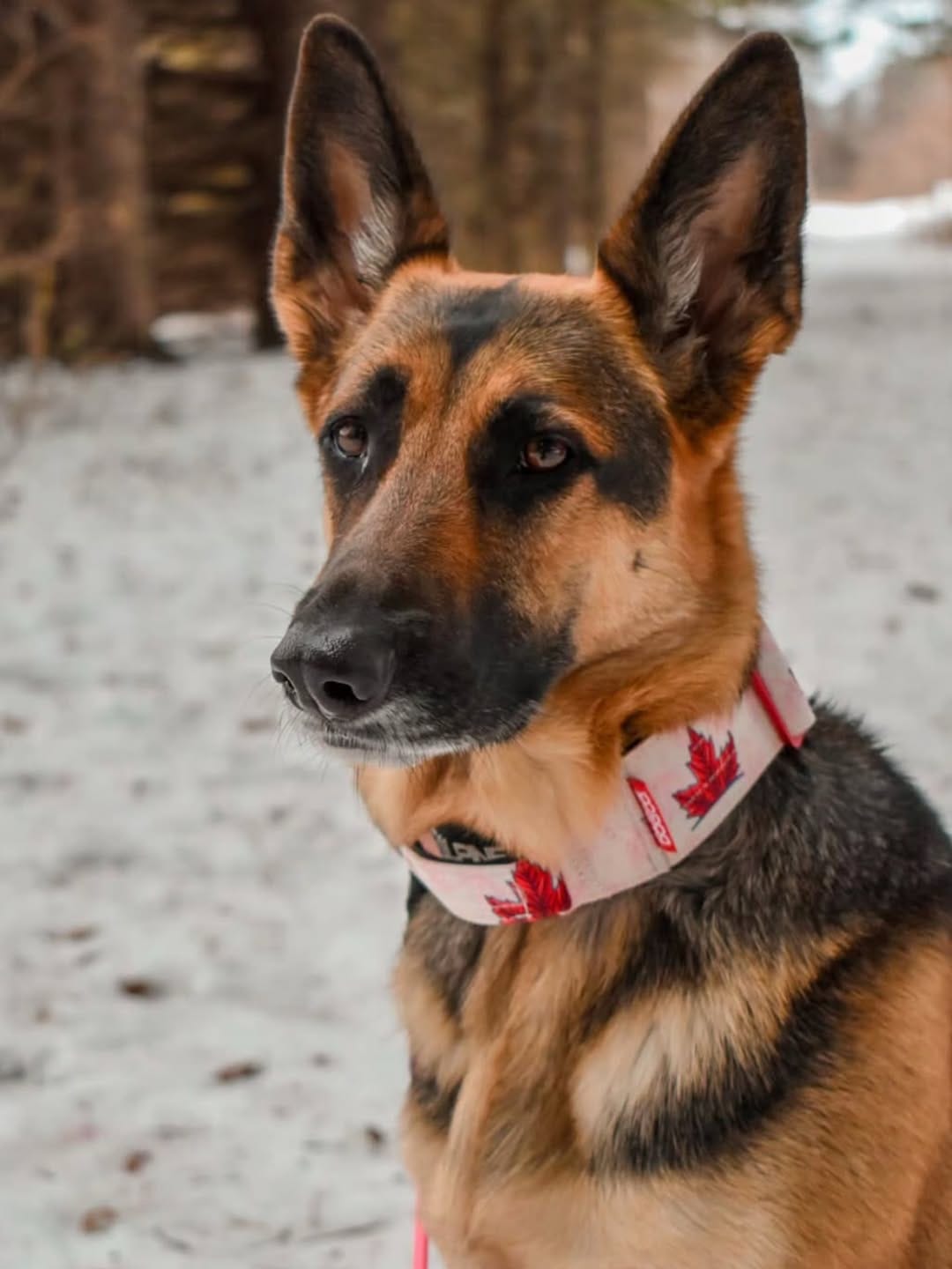 Post 1 by Alpine Dog Co.™ on Instagram (image)