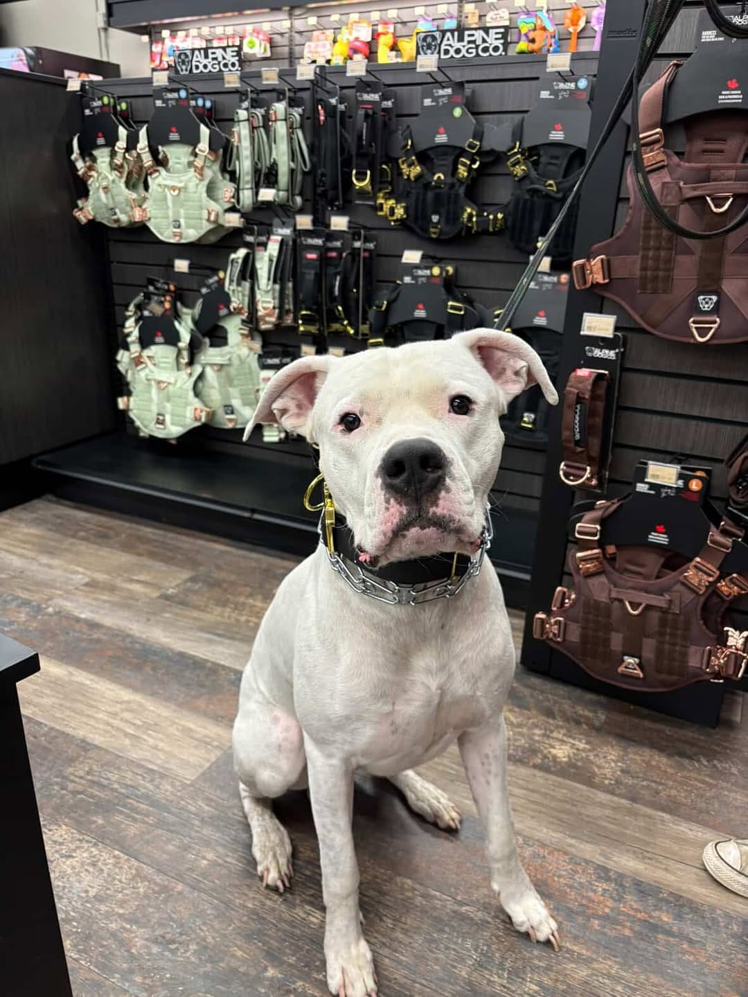 Post 7 by Alpine Dog Co.™ on Instagram (carousel)