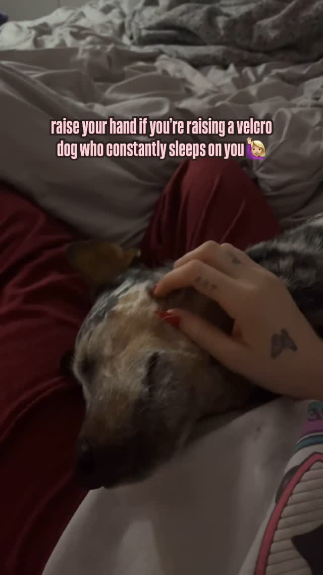 Post 8 by 𝘽𝙚𝙖𝙩𝙧𝙞𝙘𝙚 𝙩𝙝𝙚 𝘽𝙡𝙪𝙚 𝙃𝙚𝙚𝙡𝙚𝙧♡ on Instagram (video)