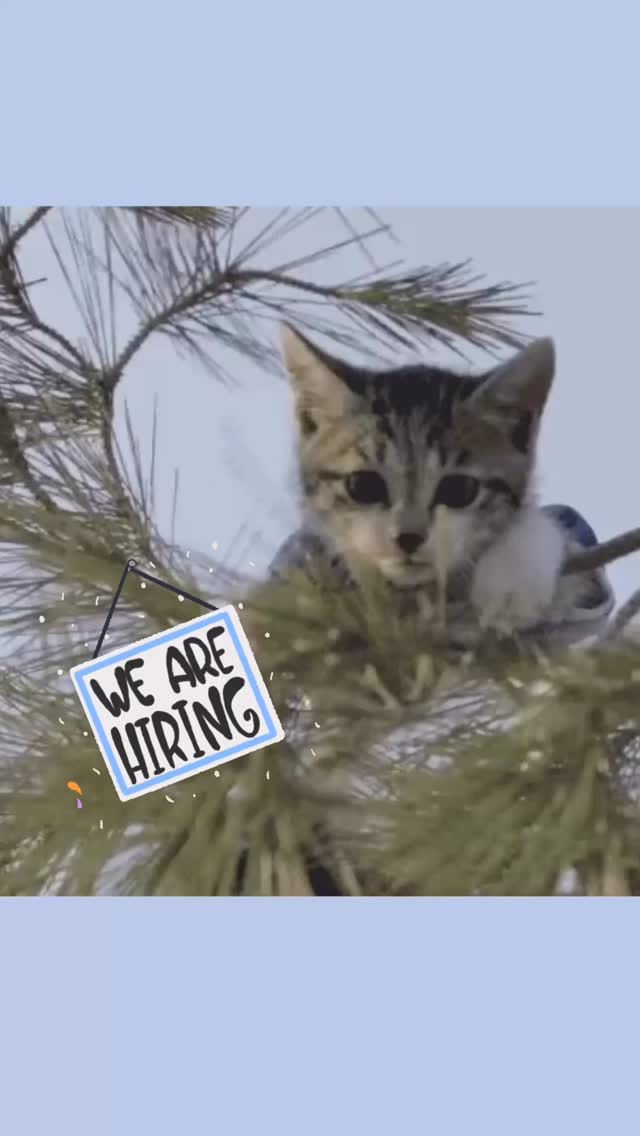 Post 9 by Hook Line & Tinker on Instagram (video)