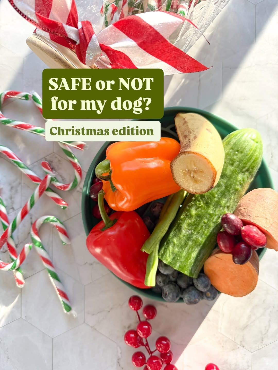 Post 7 by Canino Dog Food on Instagram (carousel)