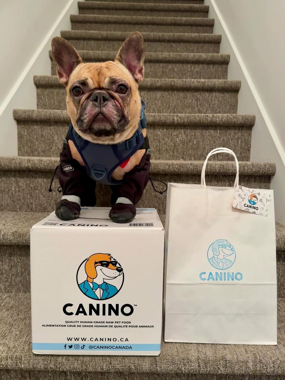 Post 5 by Canino Dog Food on Instagram (carousel)