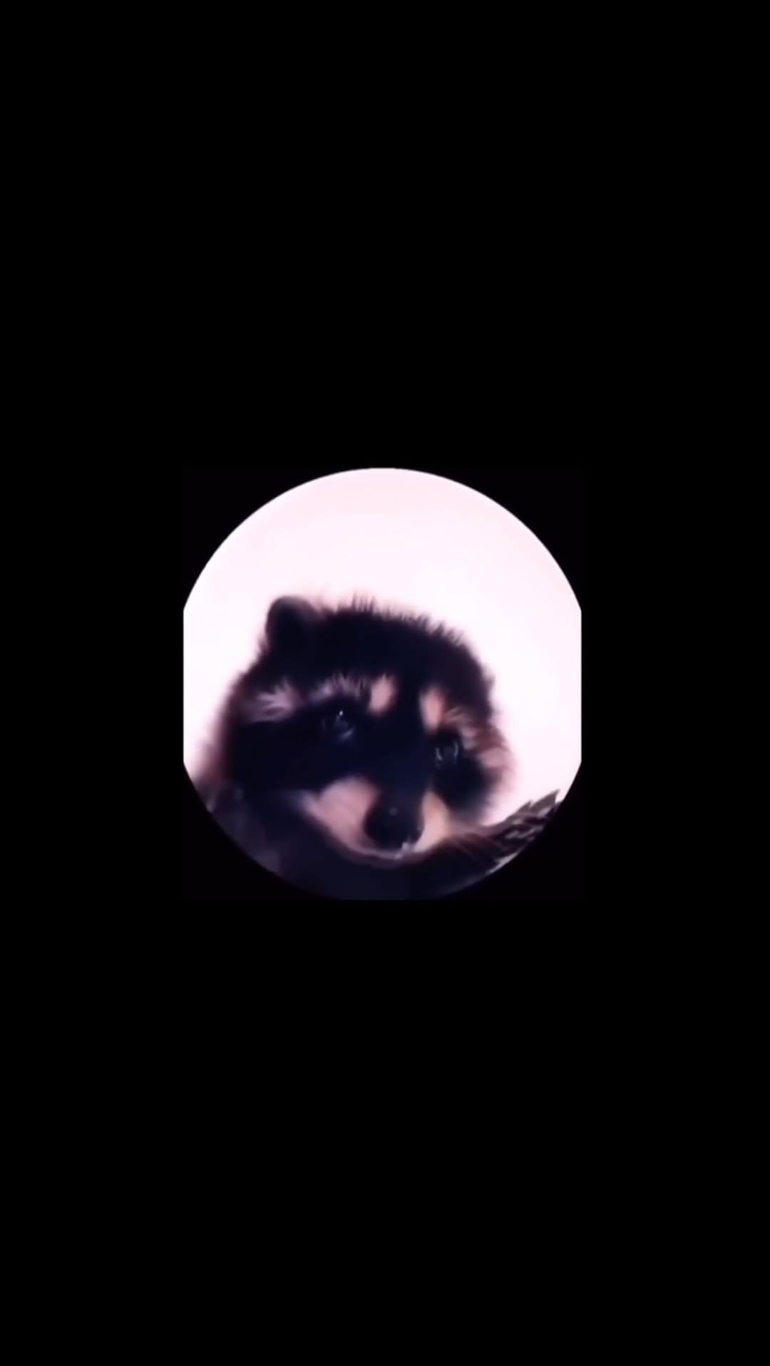 Post 10 by Devanshi Jani on Instagram (video)