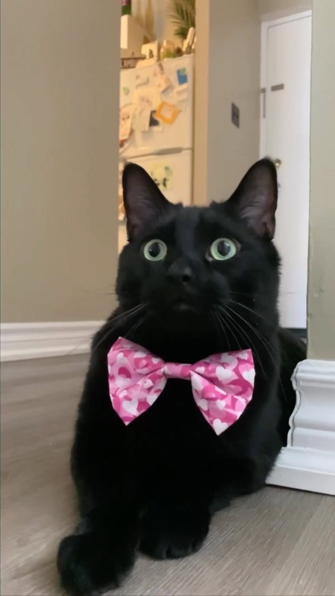 Post 1 by LUNATION BOWTIES 🎀 on Instagram (video)