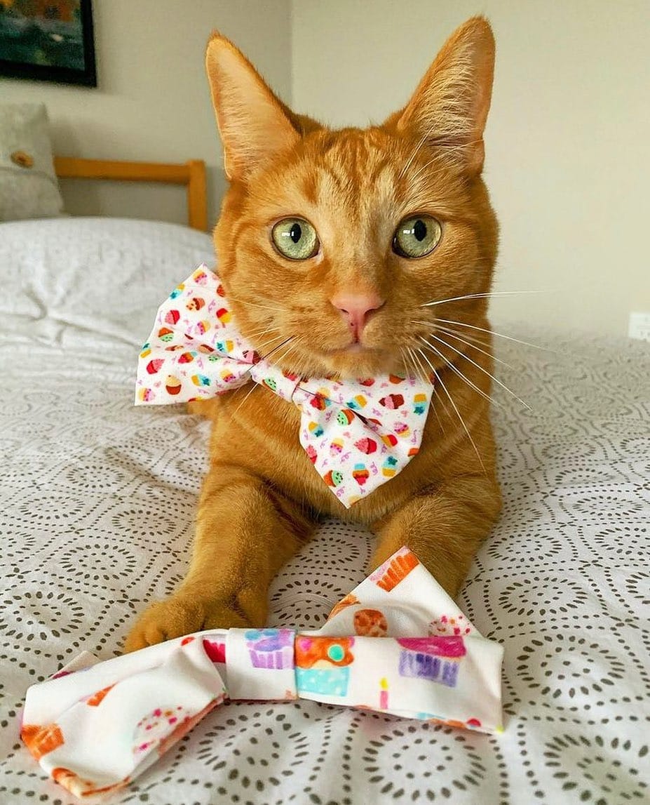 Post 6 by LUNATION BOWTIES 🎀 on Instagram (image)