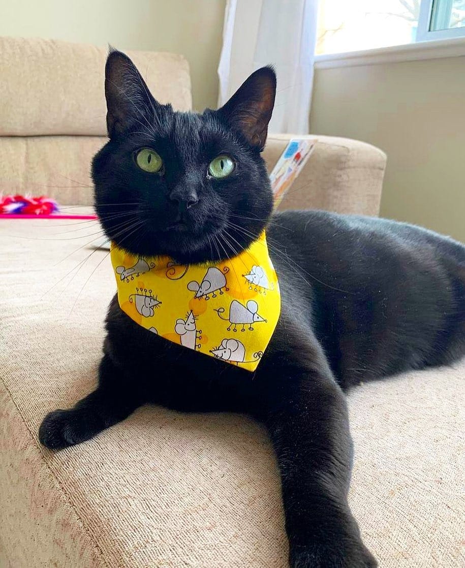 Post 3 by LUNATION BOWTIES 🎀 on Instagram (image)