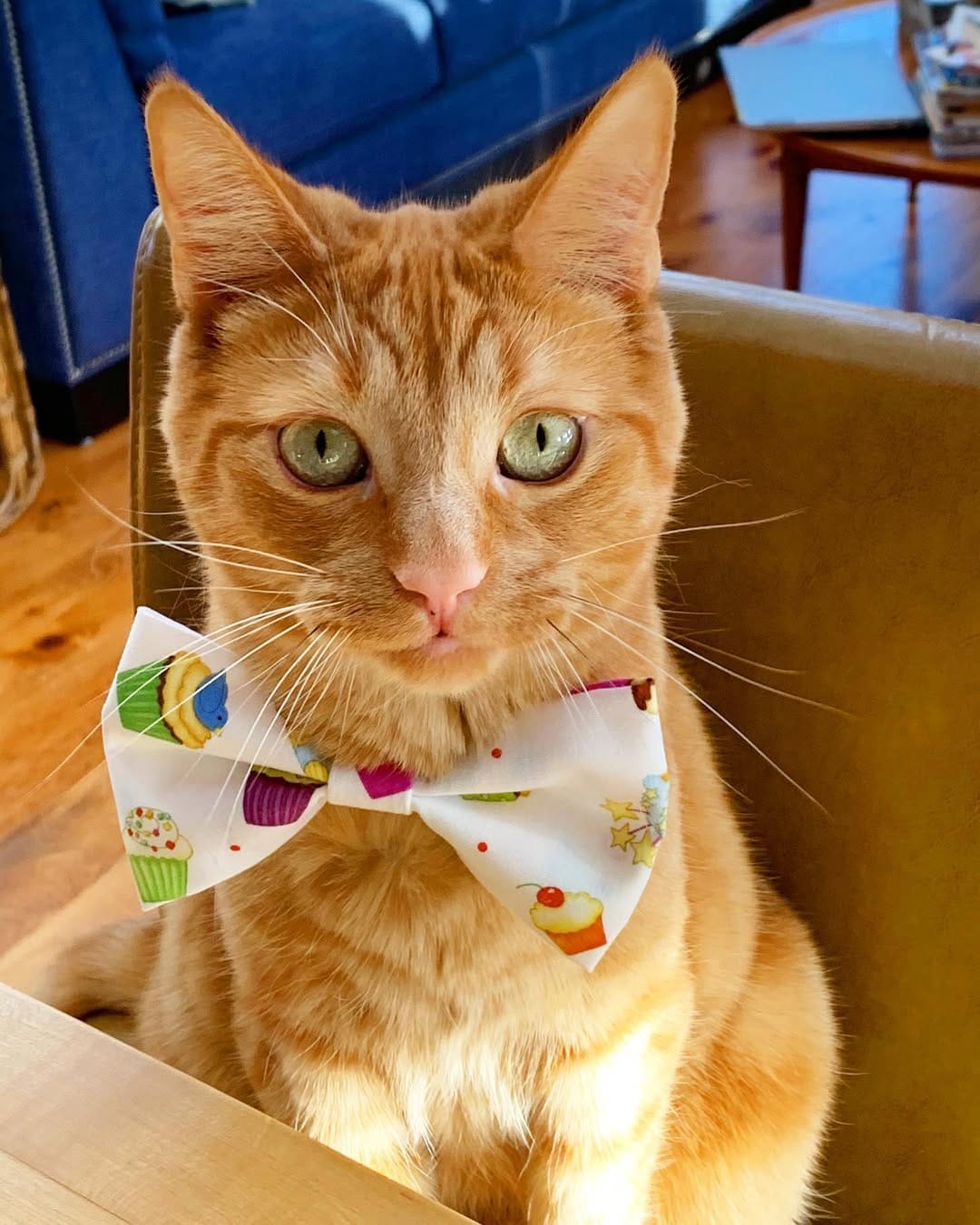 Post 10 by LUNATION BOWTIES 🎀 on Instagram (image)